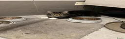 Maine Coon gatti in vendita: Cuccioli di Maine Coon - Annuncio 18