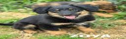 Meticcio cani in regalo: ZAYN & ZOYA, splendidi cuccioli dolcissimi! - Annuncio 13