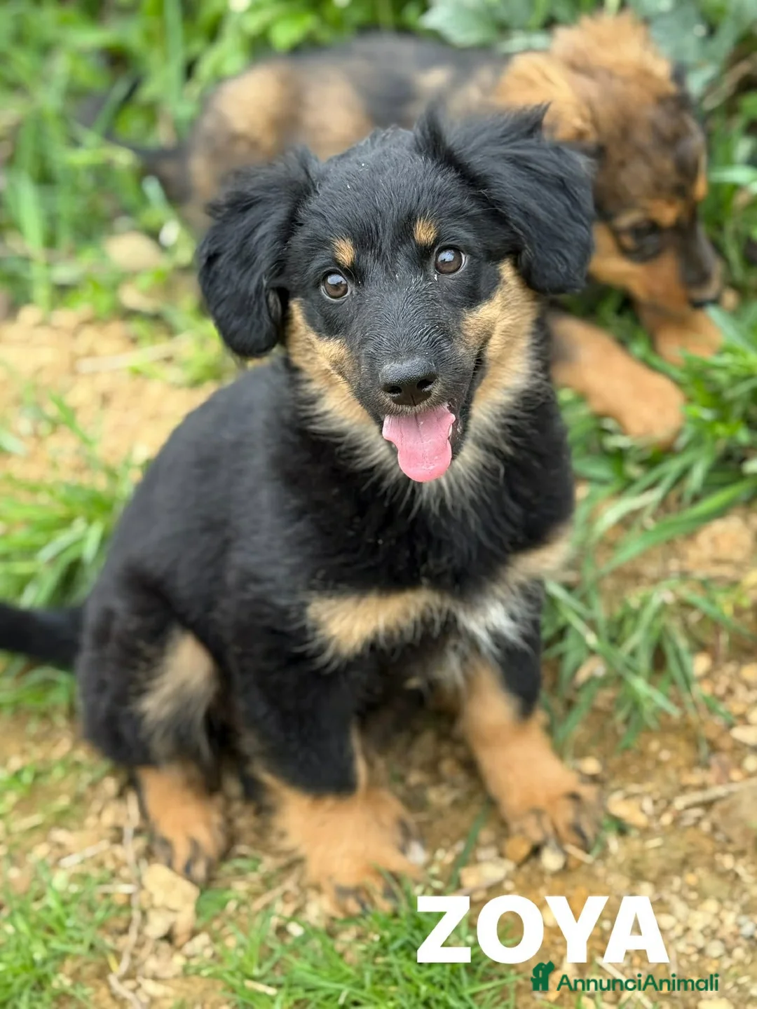 Meticcio cani in regalo: ZAYN & ZOYA, splendidi cuccioli dolcissimi! - Annuncio 13