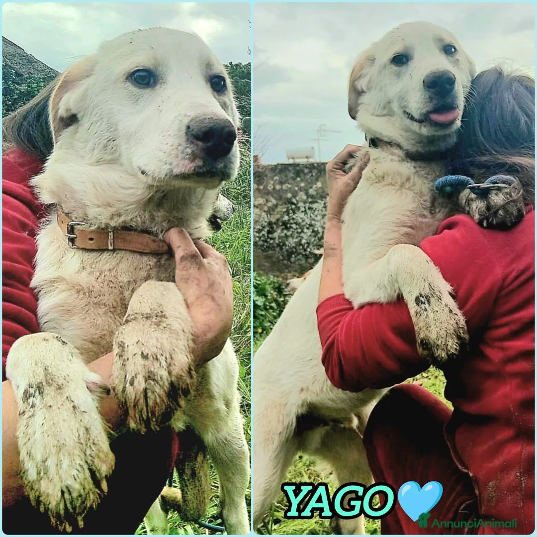 Meticcio cani in regalo: UNA MAMMA PER YAGO - Annuncio 2