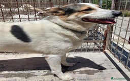 Meticcio cani in regalo: BALU', cerca casa - Immagine 4