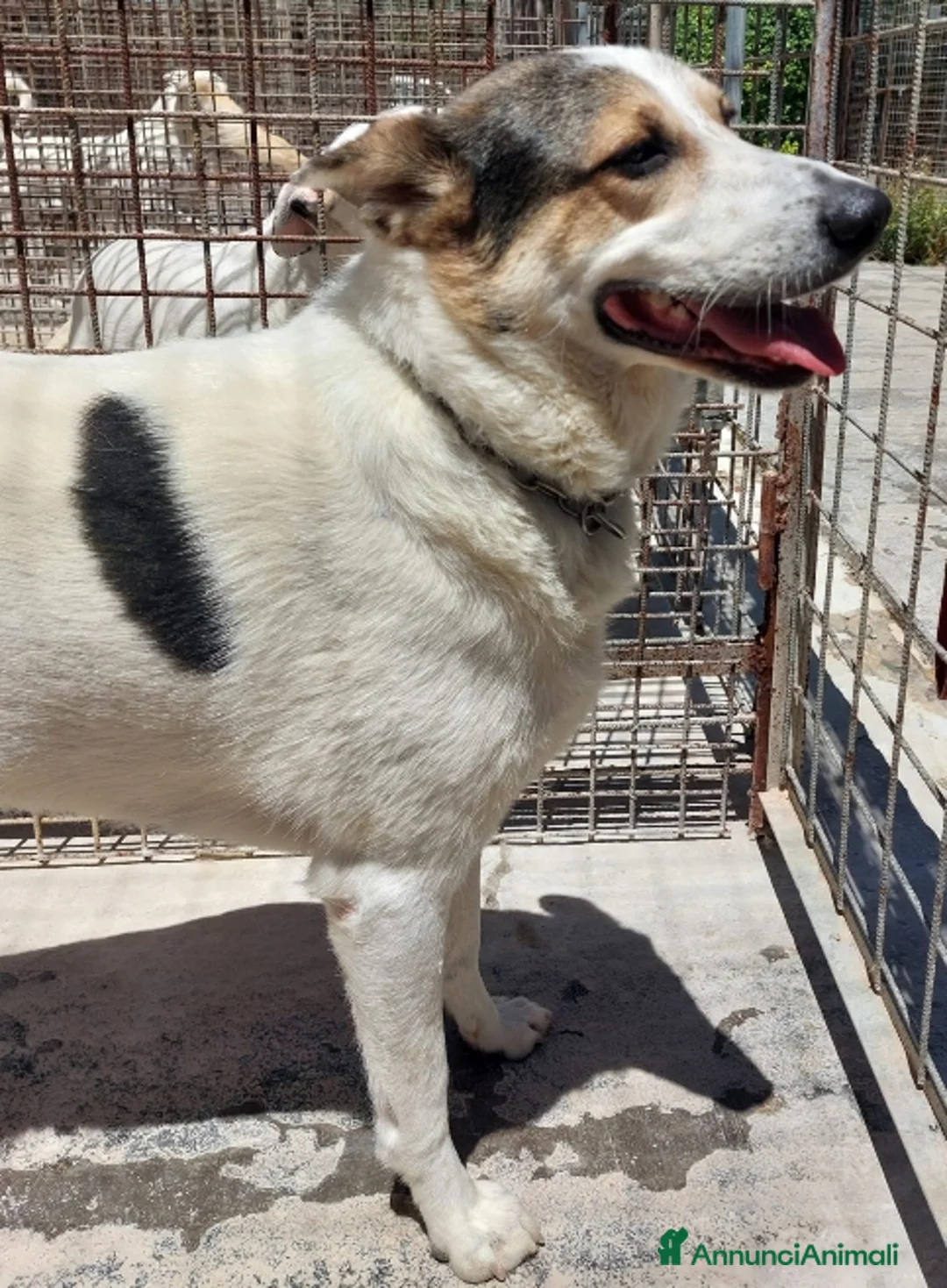 Meticcio cani in regalo: BALU', cerca casa - Annuncio 4