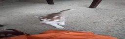 Husky cani in vendita: Husky siberian cooper - Annuncio 3