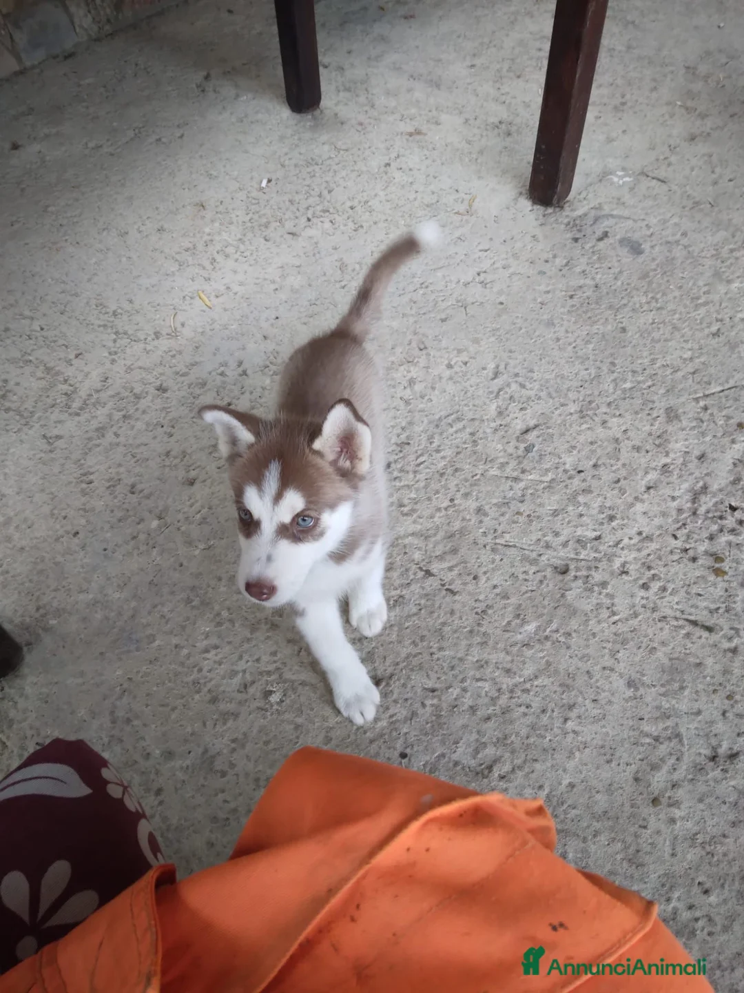 Husky cani in vendita: Husky siberian cooper - Annuncio 3