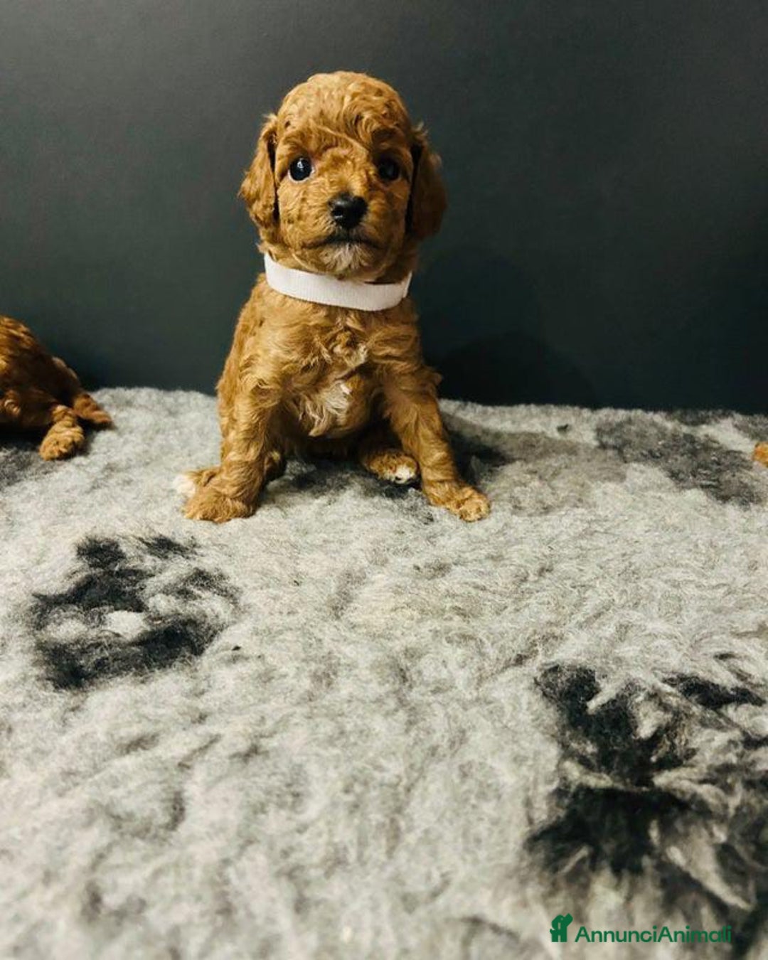 Barboncino Toy cani in vendita: Barboncino Toy - Annuncio 4