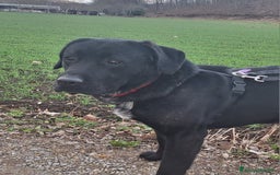 Labrador cani in regalo: Lukas labrador giovane in adozione  a Città metropolitana di Milano - Immagine 1