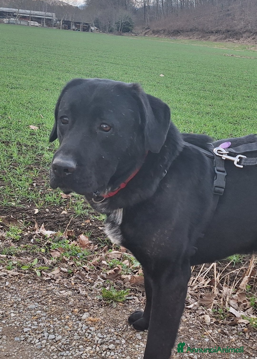 Labrador cani in regalo: Lukas labrador giovane in adozione  a Città metropolitana di Milano - Immagine 1