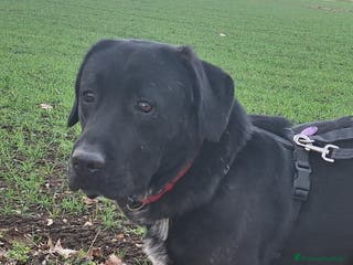 Labrador cani Lukas labrador giovane in adozione a Città metropolitana di Milano - Annuncio 10