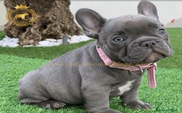 Bulldog Francese cani in vendita: Lélite del bulldog francese Blue a Provincia di Parma - Immagine 3