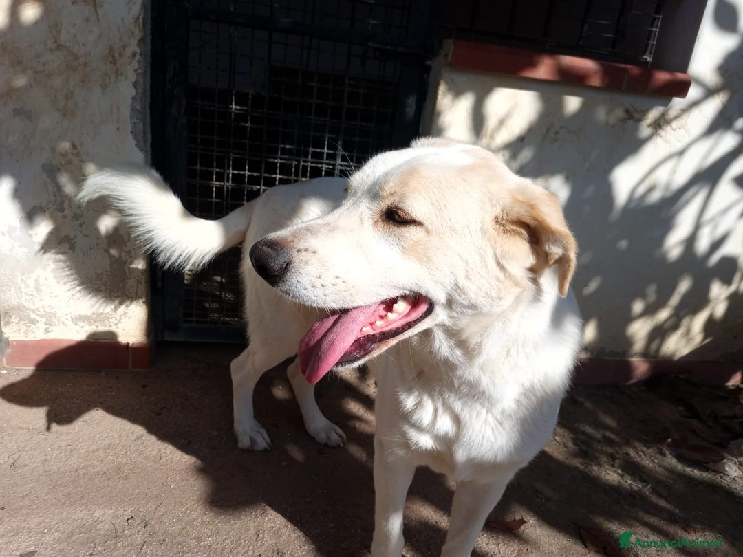 Meticcio cani in regalo: Nuage: cucciolona taglia media socievole  a Città Metropolitana di Genova - Annuncio 7