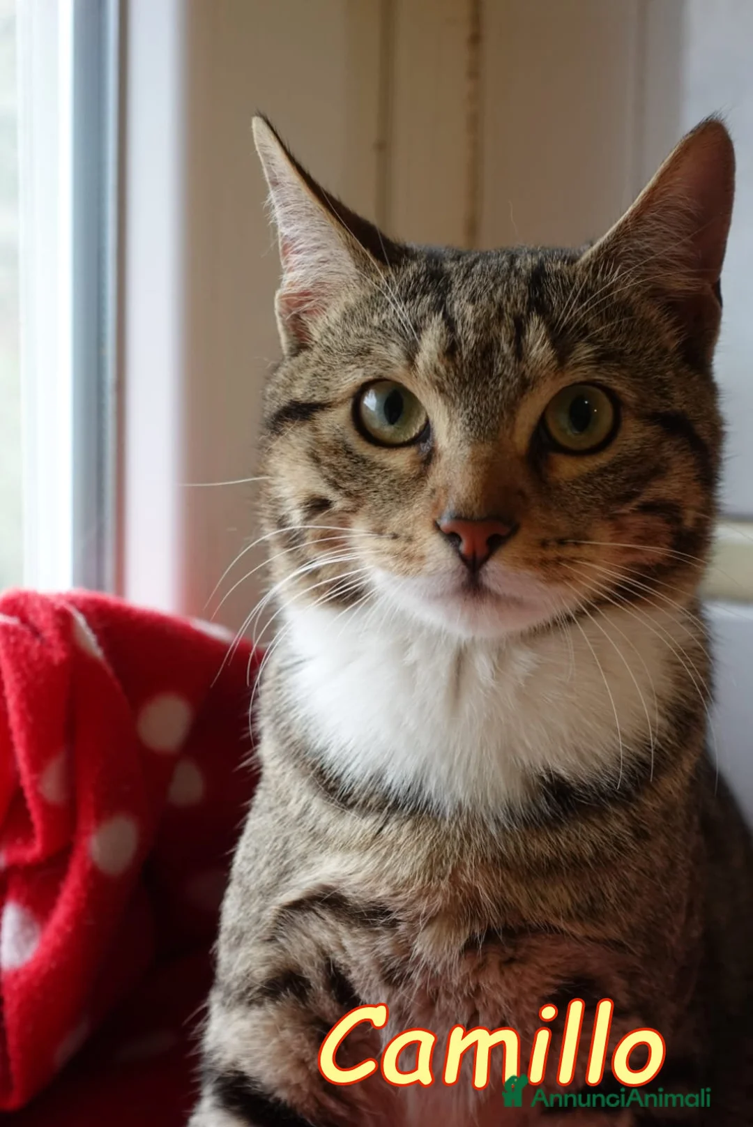 Europeo gatti in regalo: CAMILLO IL GATTINO PIU’ DOLCE DEL MONDO  - Annuncio 1