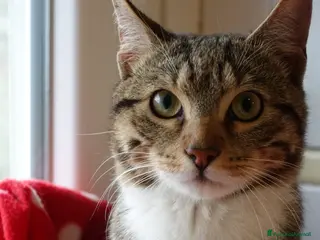 Europeo gatti CAMILLO IL GATTINO PIU’ DOLCE DEL MONDO - Annuncio 1