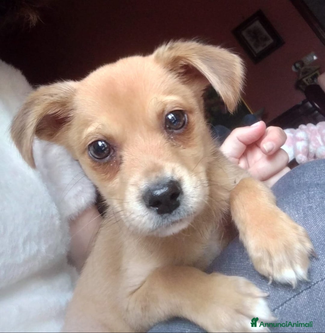 Meticcio cani in regalo: PEDRO E PIA - Annuncio 3