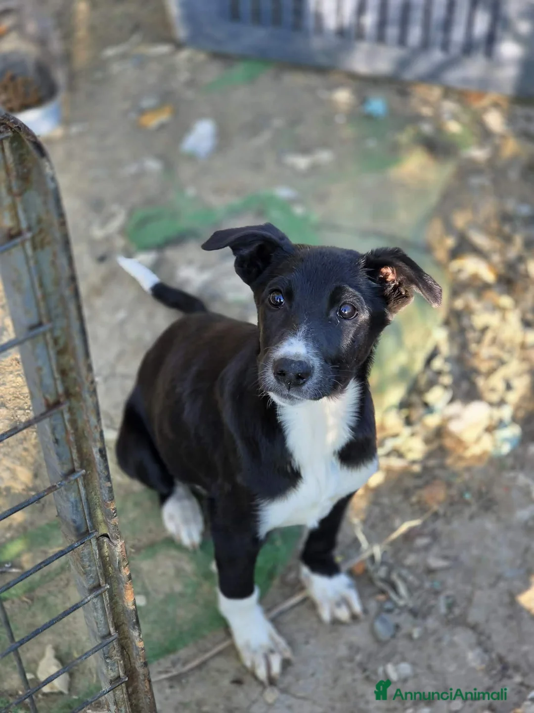 Meticcio cani in regalo: CUCCIOLI LADY E TESEO IN REGALO - Annuncio 7