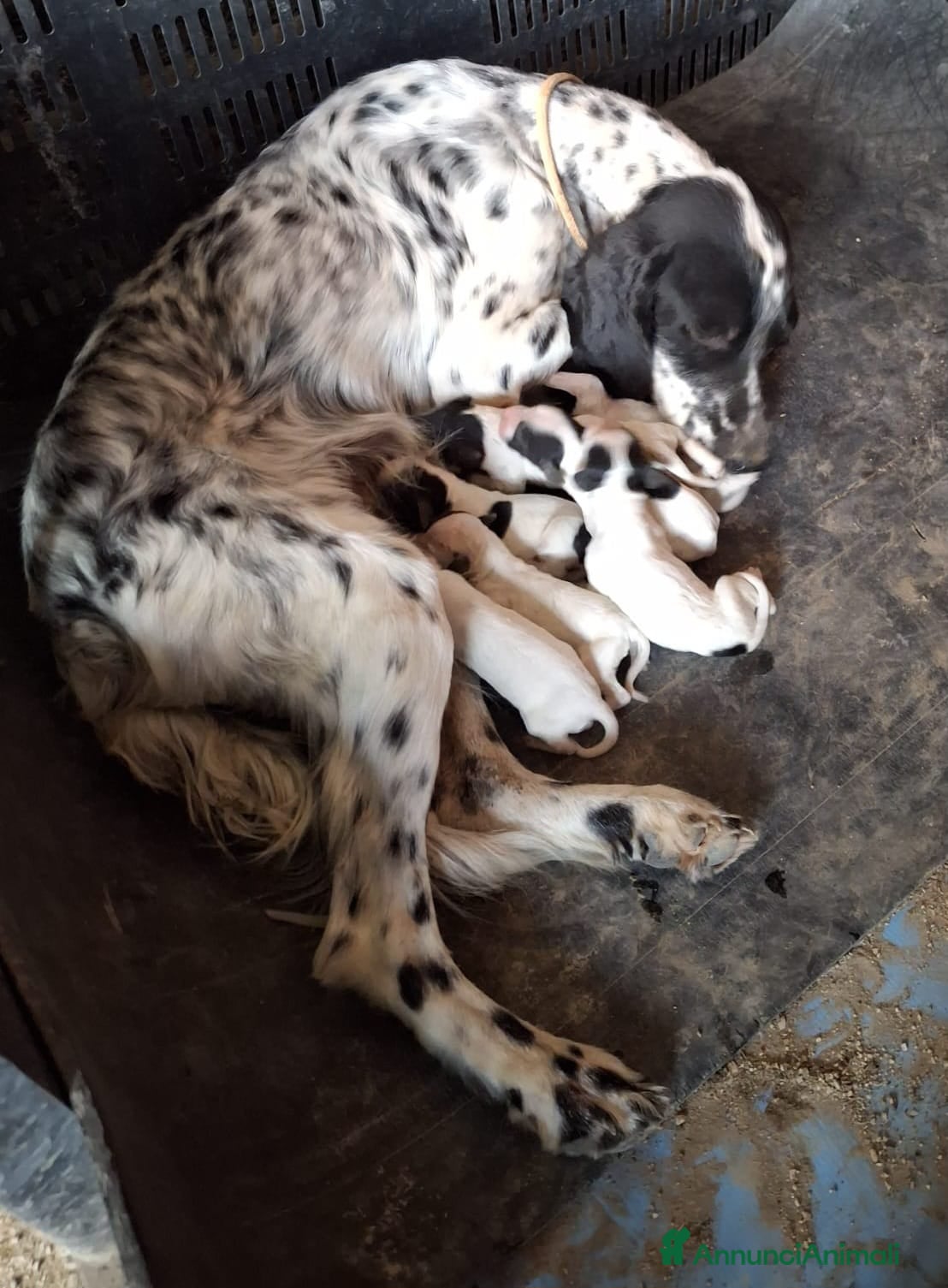 Setter Inglese cani setter inglese femmina - Annuncio 1