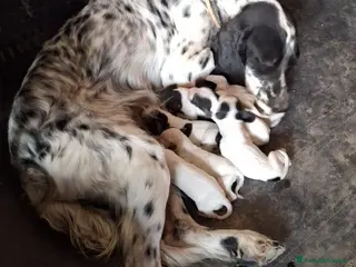 Setter Inglese cani setter inglese femmina - Annuncio 1