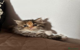 Persiano gatti in vendita: Gattine persiane normotipo  a Provincia di Reggio Emilia - Immagine 17