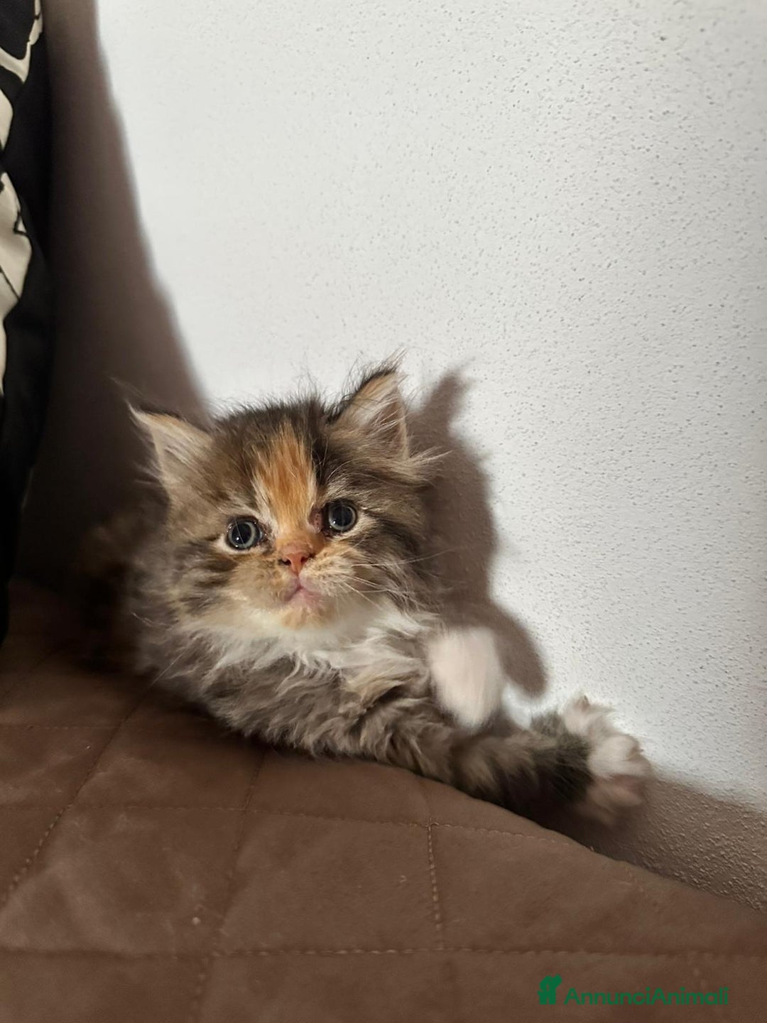 Persiano gatti in vendita: Gattine persiane normotipo  a Provincia di Reggio Emilia - Immagine 17