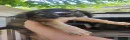 Meticcio cani in regalo: Neanche 3 mesi, piccoli fratellini  - Annuncio 9