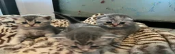 Scottish gatti in vendita: Cucciolata di gatti scottish fold e straight  a Città metropolitana di Roma Capitale - Annuncio 3