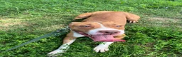 Pitbull cani in regalo: BONNIE PIT - Annuncio 2