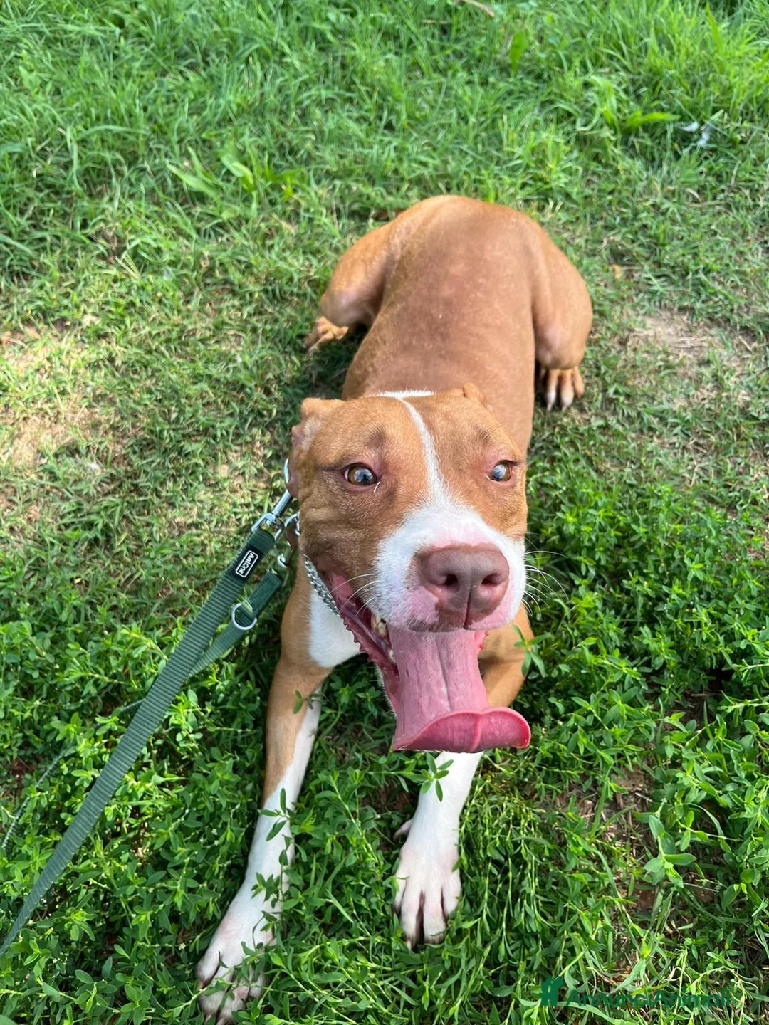 Pitbull cani in regalo: BONNIE PIT - Annuncio 2