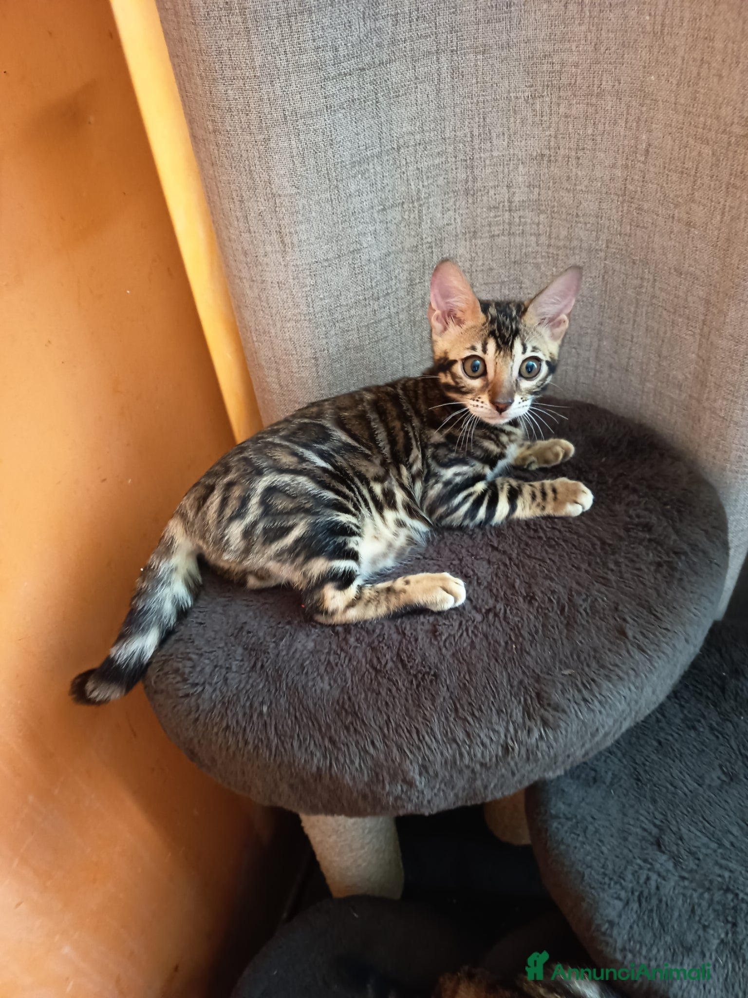 Bengala gatti feminucce 🥰 - Annuncio 15