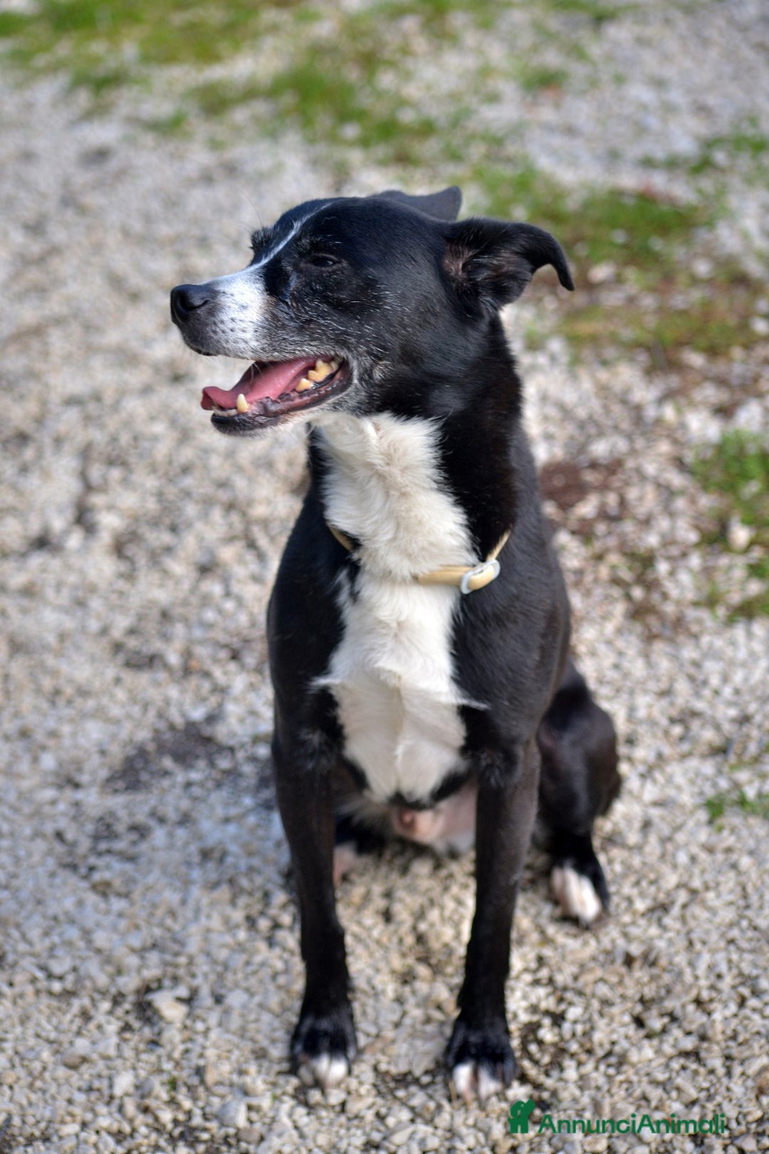 Meticcio cani in regalo: NONNO OREO TI STA CERCANDO, IN ADOZIONE - Annuncio 3