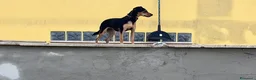 Meticcio cani in vendita: Cuccioli Pincher chihuahua  - Annuncio 6