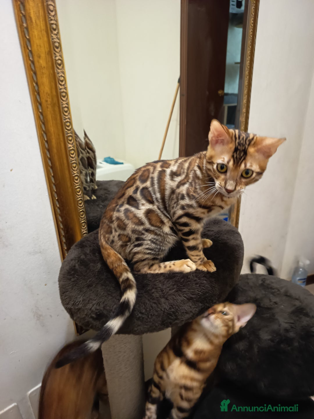 Bengala gatti in vendita: meraviglioso maschietto Bengala  - Annuncio 13