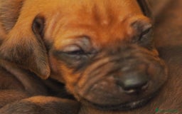 Rhodesian Ridgeback cani in vendita: Rhodesian Ridgeback cuccioli  - Immagine 9