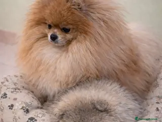 Volpino Pomerania cani Cucciolata volpino pomerania pedigree - Annuncio 10