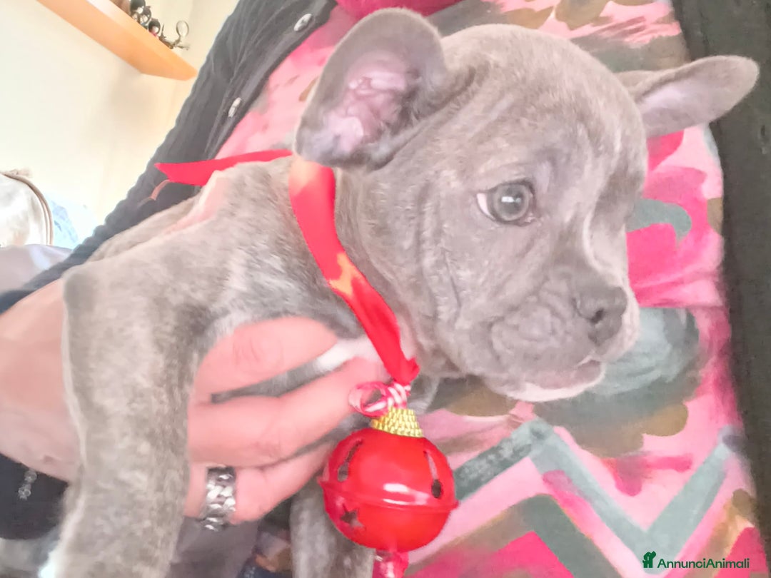 Bulldog Francese cani in vendita: Cuccioli bulldog francese  - Annuncio 2