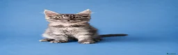 Maine Coon gatti in vendita: MAINE COON CUCCIOLI - Annuncio 5