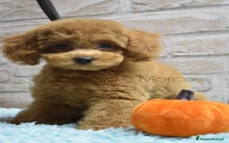 Barboncino Toy cani in vendita: Cucciolo barboncino toy red (foto reali) - Immagine 3