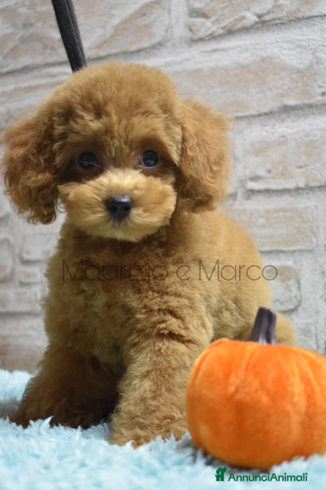 Barboncino Toy cani in vendita: Cucciolo barboncino toy red (foto reali) - Immagine 3