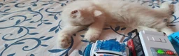 Persiano gatti in vendita: Gatto persiano ipertipico  - Annuncio 2