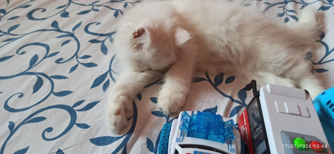 Persiano gatti in vendita: Gatto persiano ipertipico  - Annuncio 2