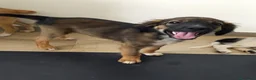 Meticcio cani in regalo: INCENSO 💙 IL CUCCIOLO COL SORRISO - Annuncio 5