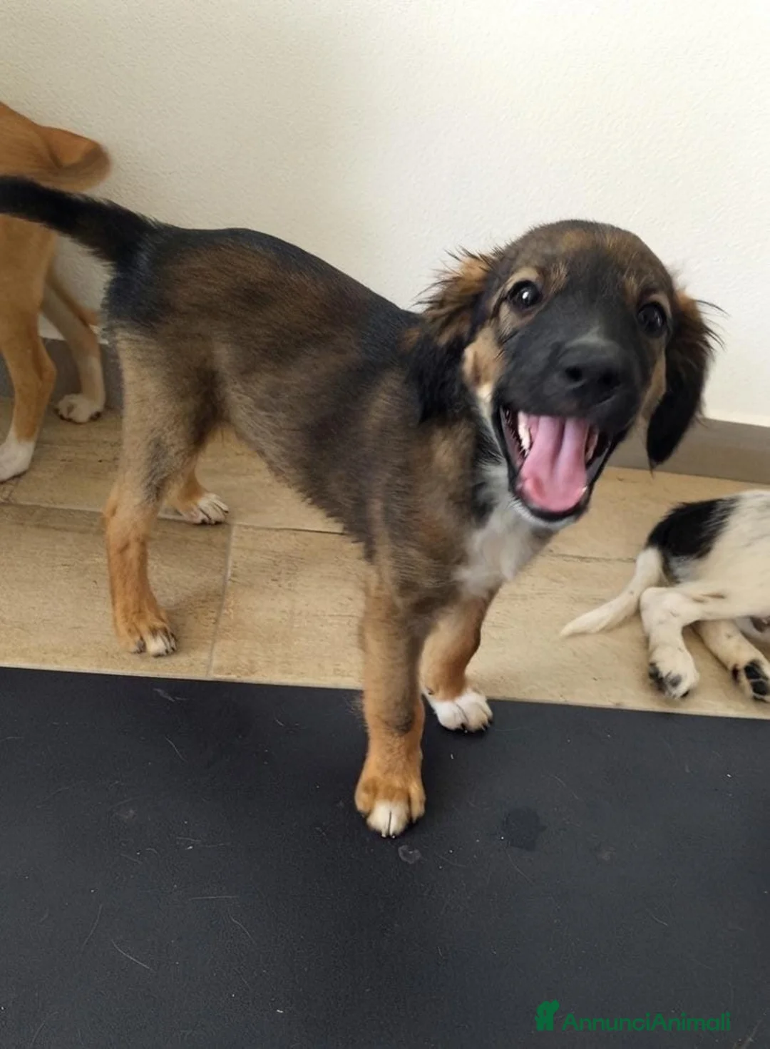 Meticcio cani in regalo: INCENSO 💙 IL CUCCIOLO COL SORRISO - Annuncio 5