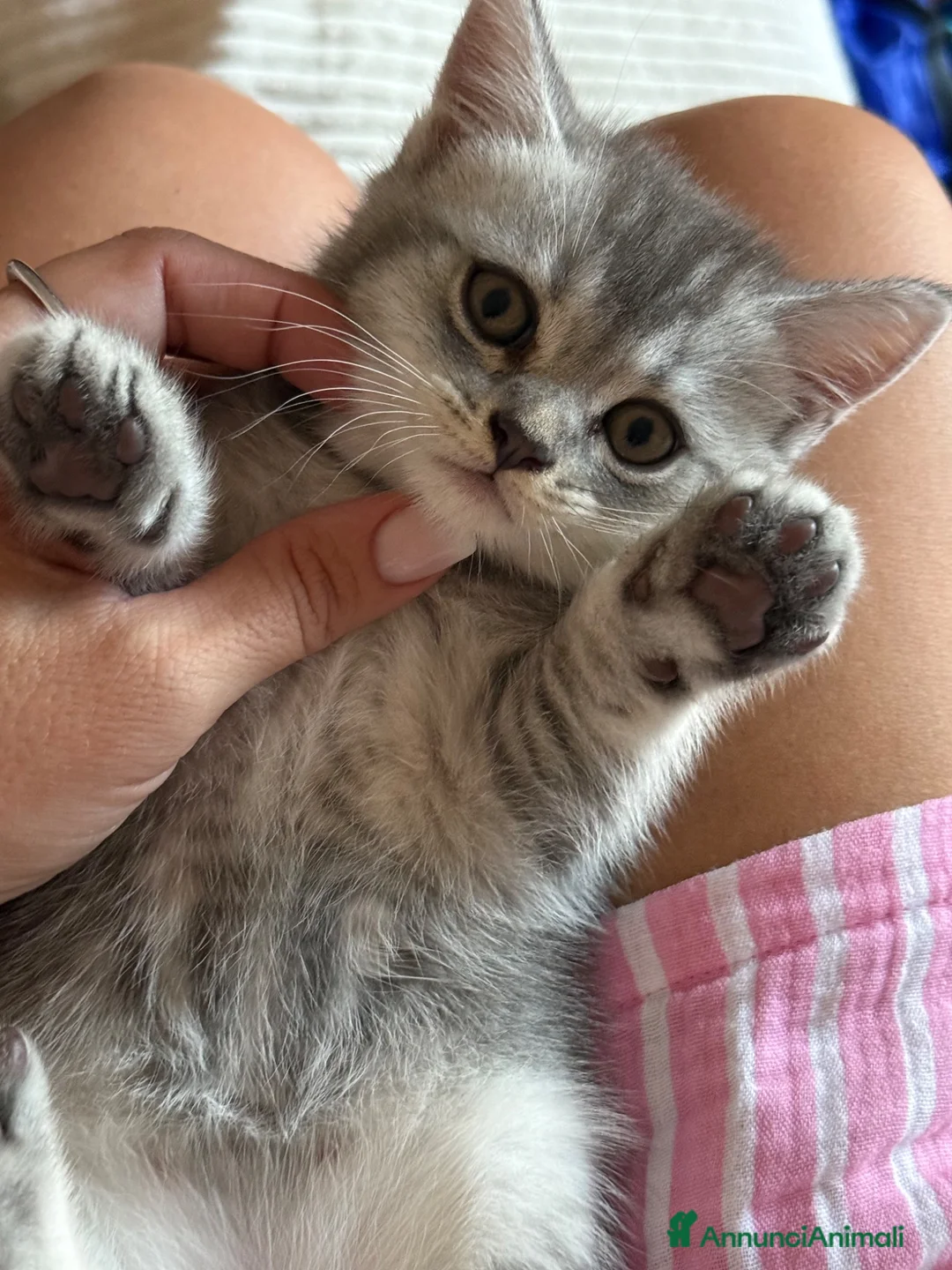 Scottish gatti in vendita: Gattino Scottish  - Annuncio 1