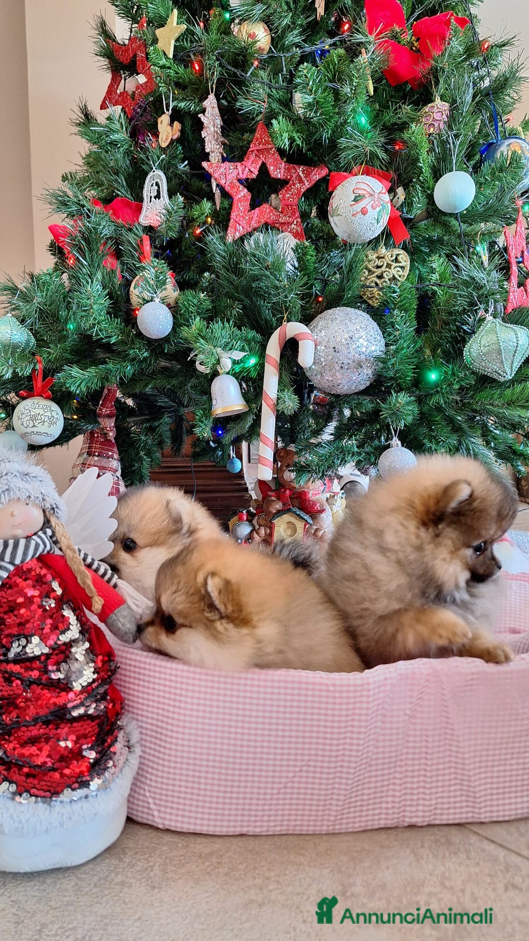 Volpino Pomerania cani in vendita: Spitz tedesco nano - Annuncio 7