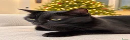Europeo gatti in regalo: Gatta in adozione a Città Metropolitana di Napoli - Annuncio 1