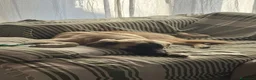 Meticcio cani in regalo: Cerchiamo urgente stallo casalingo postoperatorio  - Annuncio 13
