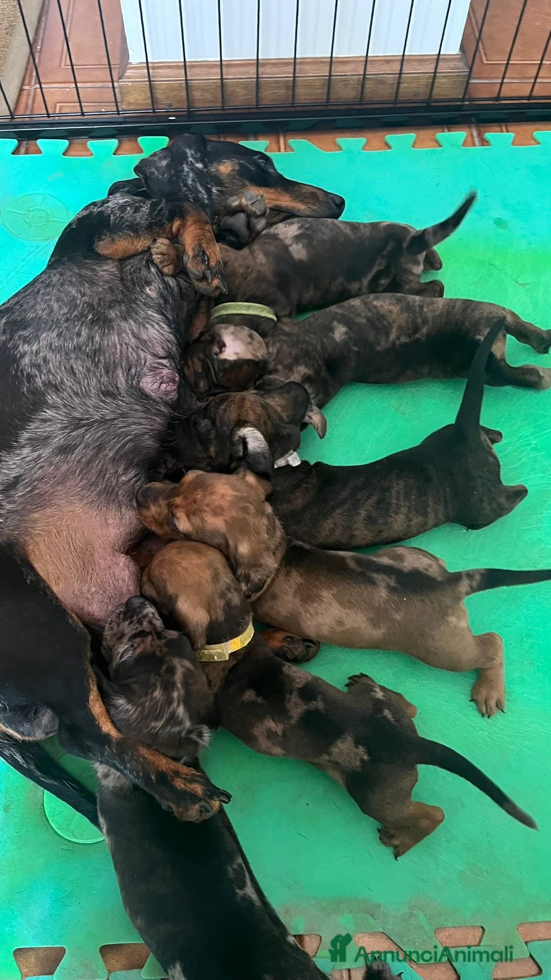 Bassotto cani in vendita: Cuccioli di Bassotto Arlecchino/Macchiati  a Provincia di Vicenza - Immagine 9