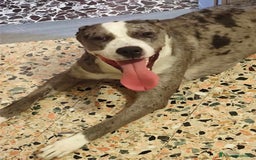 Meticcio cani in regalo: TALA, meravigliosa cagnolona tanto dolce! a Città Metropolitana di Firenze - Immagine 7