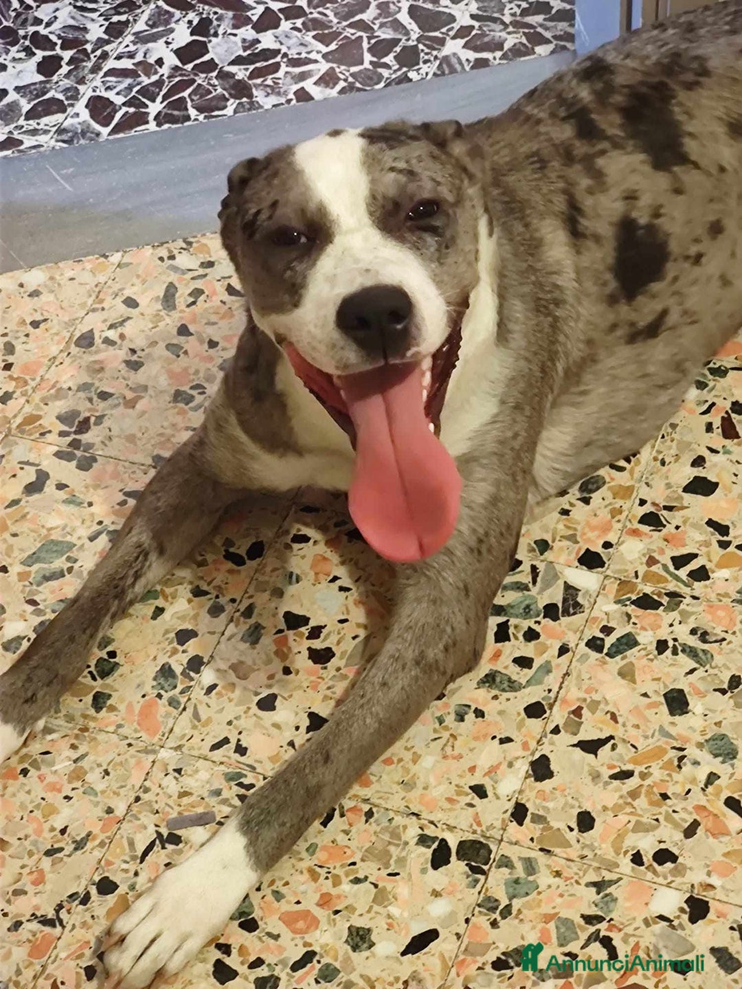 Meticcio cani in regalo: TALA, meravigliosa cagnolona tanto dolce! a Città Metropolitana di Firenze - Immagine 7