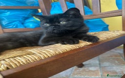 Scottish gatti in vendita: Scottish straight a Provincia di Mantova - Immagine 3