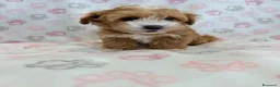 Maltipoo cani in vendita:  Bellissima cucciolata di Maltipoo F1 - Annuncio 17