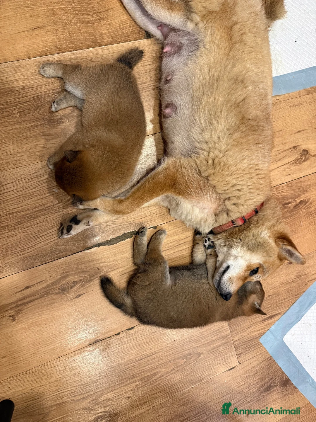 Shiba Inu cani in vendita: Cuccioli Shiba Inu  - Annuncio 5